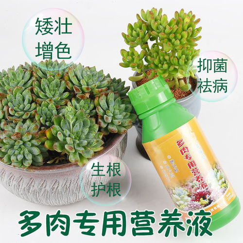 多肉植物專用營(yíng)養(yǎng)液使用指南 防徒長(zhǎng)與生根增色的最佳選擇